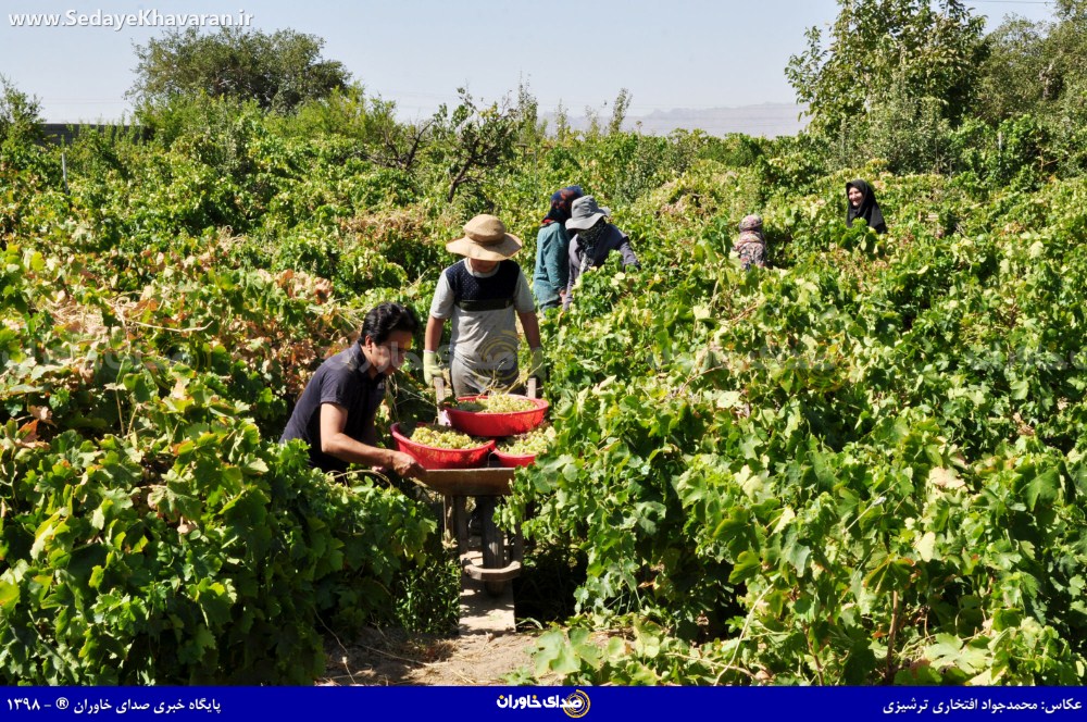 برداشت محصول انگور در منطقه ترشیز
