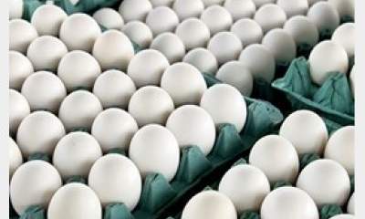 تخم مرغ از اول بهمن ماه به صورت بسته‌بندی یخچالی عرضه می‌شود