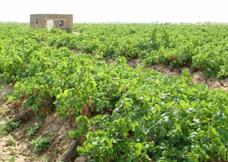 50 درصد انگور استان در منطقه ترشیز تولید می‌شود