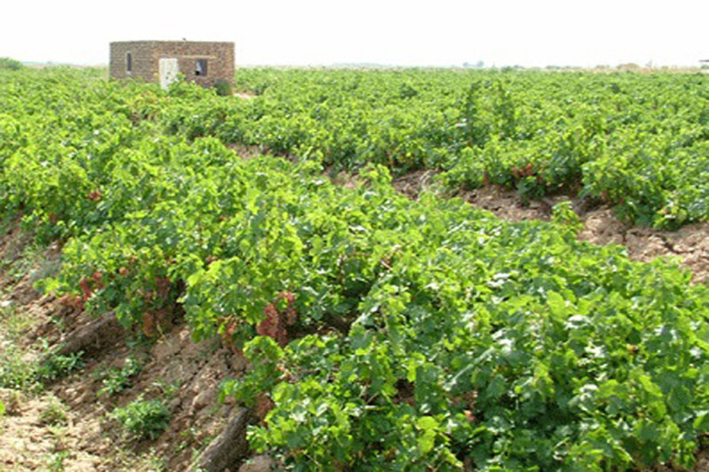 50 درصد انگور استان در منطقه ترشیز تولید می‌شود