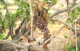 مرگ، سوغات سموم اشتباهی برای باغات