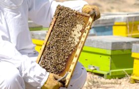 قیمت شکر زنبورداران را زمین‌گیر کرد