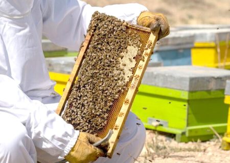 قیمت شکر زنبورداران را زمین‌گیر کرد