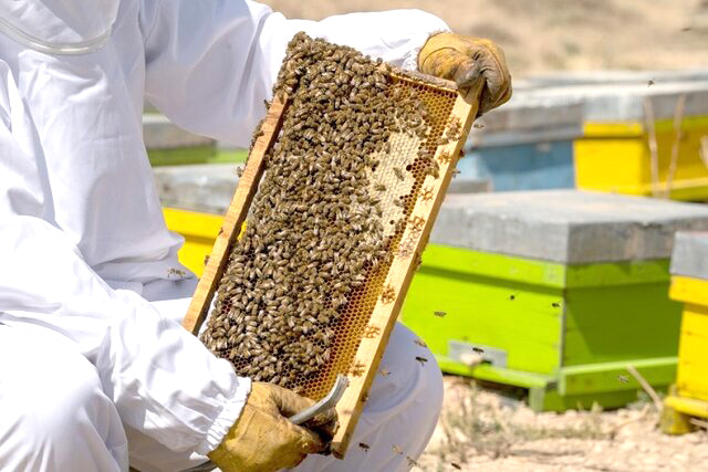 قیمت شکر زنبورداران را زمین‌گیر کرد